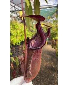 Nepenthes densiflora x...