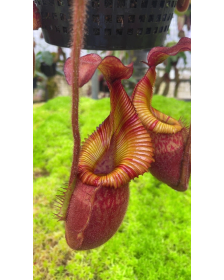 Nepenthes villosa x veitchii 'Gold Rush' – péristomes rayés BE-4605