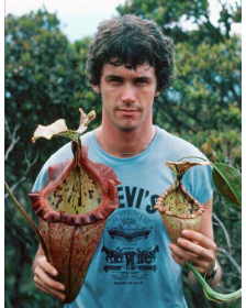 Nepenthes x ‘alisaputrana’ (N. rajah x burbidgeae) - seed grown: BE-3865
