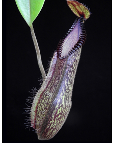Nepenthes hamata 'Lumut x Tambusisi' - clones assortis BE-4044