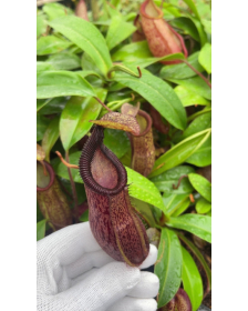 Nepenthes hamata x mira -...