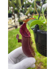 Nepenthes robcantleyi x lowii : BE-4640