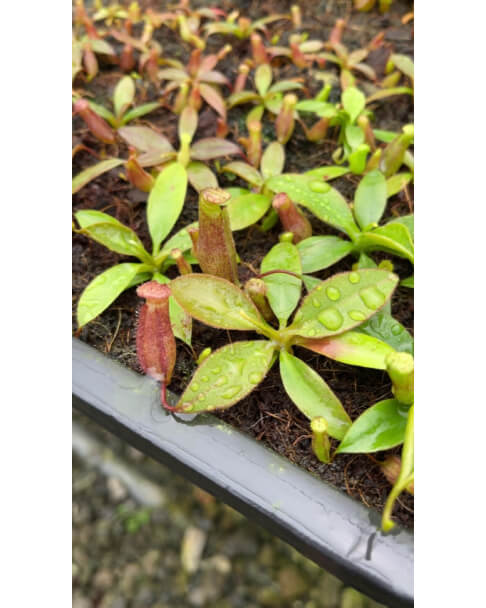 Nepenthes rajah x attenboroughii BE-4641