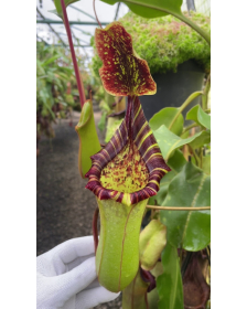 Nepenthes veitchii x lowii - from cuttings BE-4508