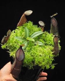 Nepenthes nigra - clones variés BE-4607