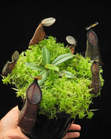 Nepenthes nigra - various clones BE-4607