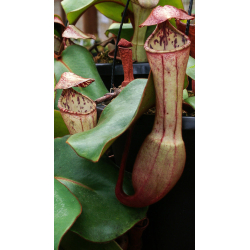 Nepenthes bicalcarata: BE-3029-Nepenthes de plaine
