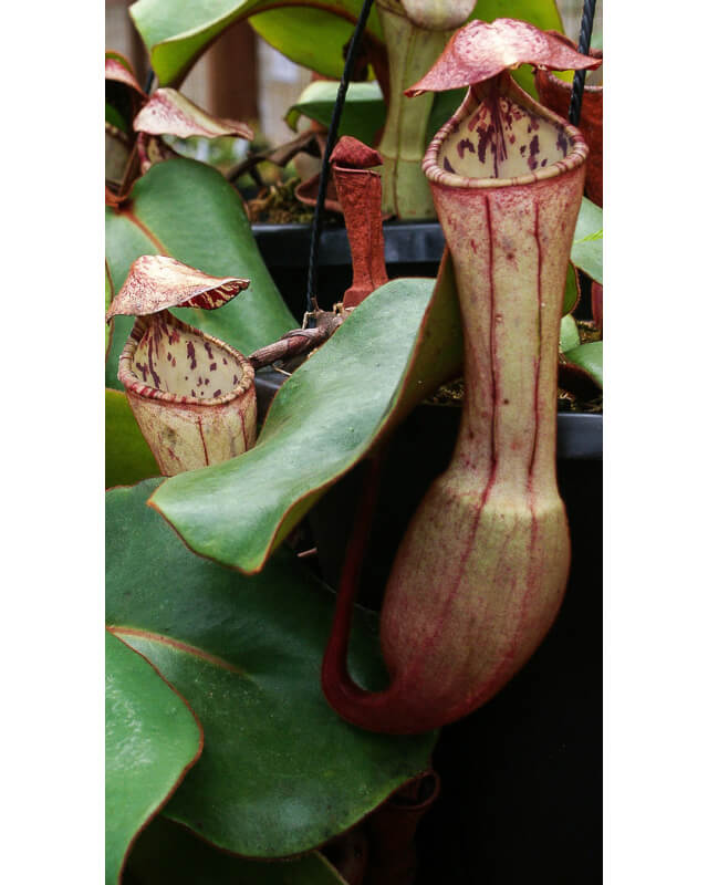 Nepenthes clipeata - clones assortis BE-4058-Nepenthes de plaine
