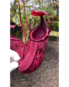 Nepenthes sibuyanensis x...