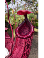 Nepenthes sibuyanensis x peltata – various clones : BE-4532 - 5478
