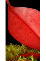 Nepenthes sibuyanensis x peltata – various clones : BE-4532 - 5479