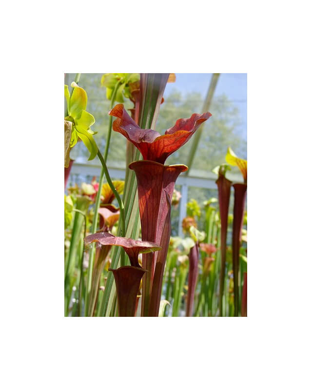 Sarracenia flava var. atropurpurea -- `Kimber Red Ruffles’ (DC)(F195,MK)-var. atropurpurea