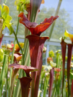 S. flava var. atropurpurea -- `Kimber Red Ruffles’ (DC)(F195,MK)