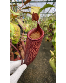 Nepenthes peltata x...