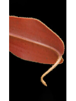 Nepenthes peltata x attenboroughii – clones variés BE-4601 - 5481