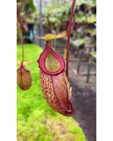 Nepenthes rajah x gymnamphora – clones variés : BE-4575