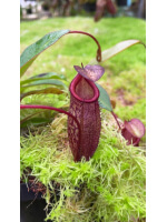 Nepenthes rajah x gymnamphora – various clone : BE-4575 - 5483