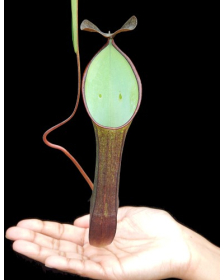 Nepenthes ramispina x...