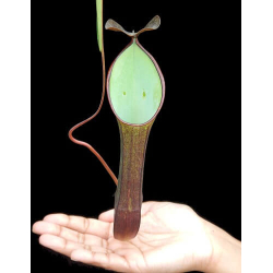Nepenthes ramispina x reinwardtiana: BE-3711-Nepenthes intermédiaire