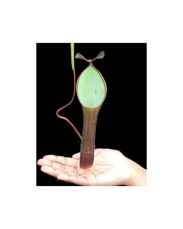 Nepenthes ramispina x reinwardtiana: BE-3711-Nepenthes intermédiaire