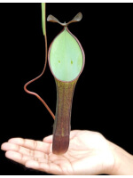 Nepenthes ramispina x reinwardtiana: BE-3711 - 5484