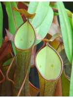 Nepenthes ramispina x reinwardtiana: BE-3711 - 5485