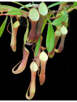 Nepenthes ramispina x reinwardtiana: BE-3711 - 5486