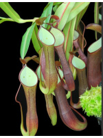 Nepenthes ramispina x reinwardtiana: BE-3711 - 5487