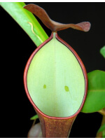 Nepenthes ramispina x reinwardtiana: BE-3711 - 5488