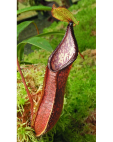 (Nepenthes singalana x...