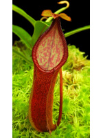 (Nepenthes singalana x diabolica) x hamata – assorted clones BE-4576 - 5491