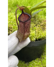 Nepenthes hamata x...