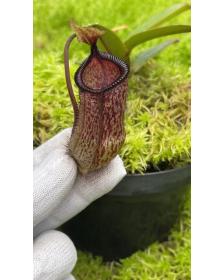 Nepenthes hamata x attenboroughii : BE-4636