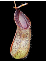 Nepenthes burkei x hamata BE-3747 - 5494