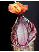 Nepenthes burkei x hamata BE-3747 - 5495