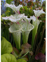 S.'Citron x S. leucophylla -- large pink lipped,Apalachicola - 5496