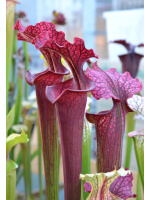 SL61 S. leucophylla -- red stripe throat x SFO10 S. flava var. ornata -- solid red throat - 5499