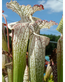 S. leucophylla -- white top,fine red veins ( L34-MK )