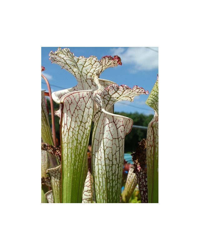 S. leucophylla -- white top,fine red veins ( L34-MK )