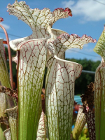S. leucophylla -- white top,fine red veins ( L34-MK )
