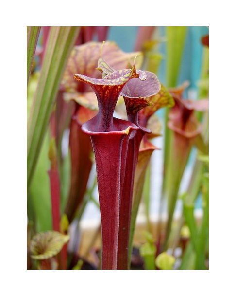 S. flava var. atropurpurea -- Marston Exotics, 1999, (F174 MK)