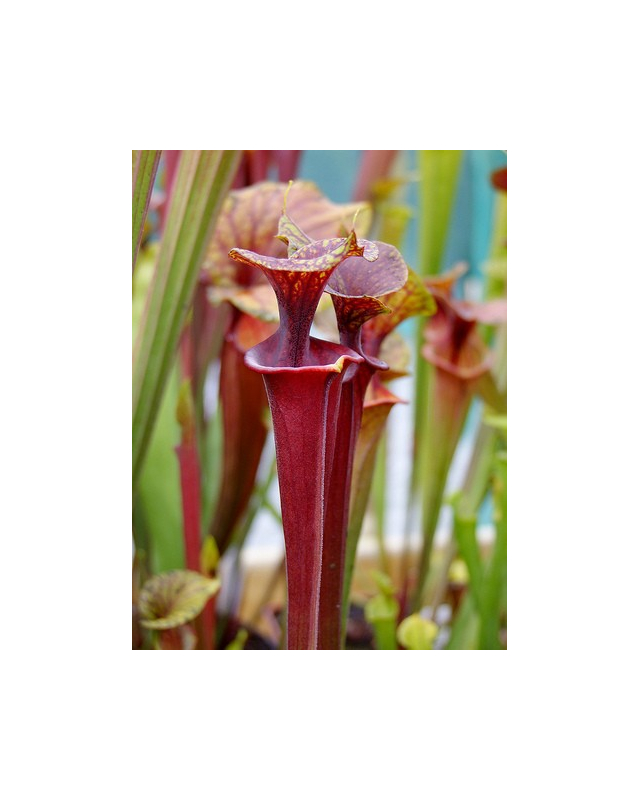 S. flava var. atropurpurea -- Marston Exotics, 1999, (F174 MK) S. flava var. atropurpurea -- Marston Exotics, 1999, (F174 MK)