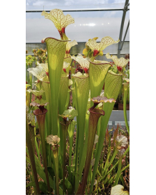 SXM01 S.x Moorei -- `Leah Wilkerson’ x SXM31 S.x Moorei -- `Adrian Slack’ cl6