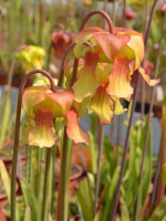S.x Moorei -- Wilkerson's white knight  x S.x Moorei -- Wilkerson's red Giant flowers - 5504