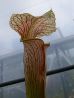 S.x areolata giant - 5505