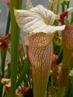 S.x areolata giant - 5506