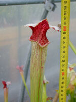 S.x areolata giant - 5507