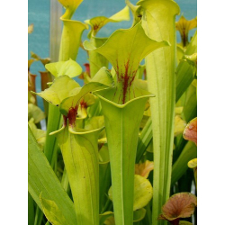 S. flava var. flava -- lightly veined (Rogier van Loenen FL11)-var. flava