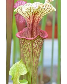 SO01 S. oreophila -- de Kalb co.al,w x SXM18 S.x Moorei -- Wilkerson's white knight CLB