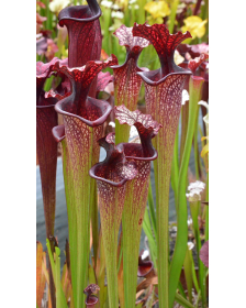 Sarracenia x Moorei -- Sx...